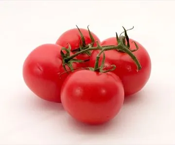 Tomatoes ripening on the vine